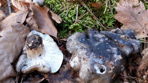 Hygrophorus marzuolus