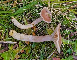 Cuphophyllus flavipes