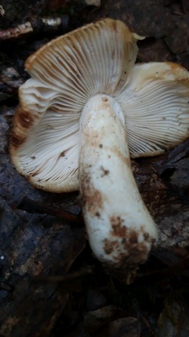 Russula grata