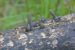 Xylaria longipes