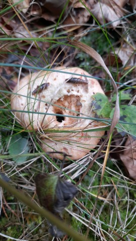 Lactarius deterrimus