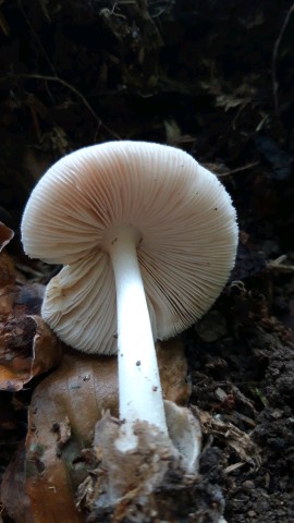 Volvariella murinella