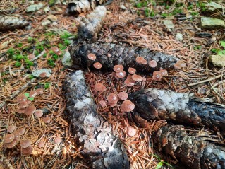 Gymnopus androsaceus