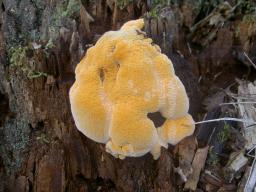 Gloeophyllum odoratum