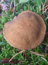 Suillus variegatus
