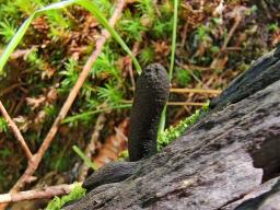 Xylaria longipes