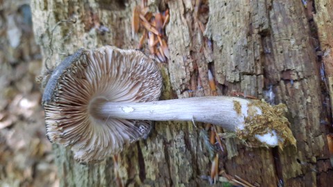 Pluteus atromarginatus