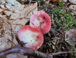 Russula raoultii