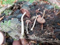 Psathyrella clivensis