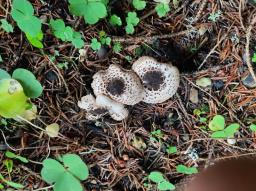 Lepiota felina