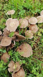 Coprinellus disseminatus