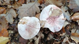 Hygrophorus russula