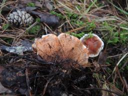 Phellodon tomentosus