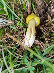 Hygrocybe citrinovirens