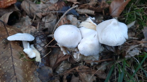 Volvariella surrecta