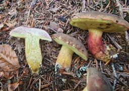 Xerocomellus pruinatus