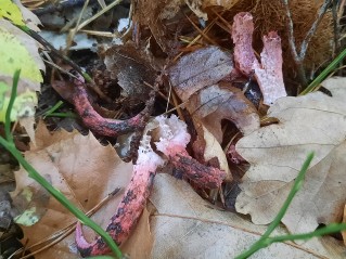 Clathrus archeri