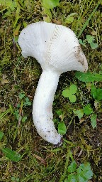 Russula heterophylla