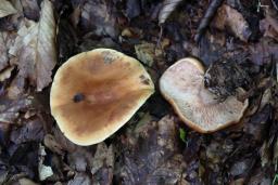 Lactarius rubrocinctus