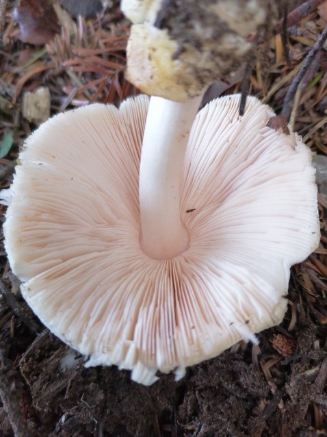 Volvariella hypopithys