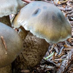 Tricholoma saponaceum var. squamosum