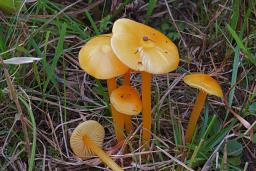 Hygrocybe ceracea
