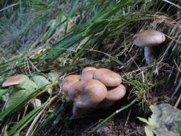 Cortinarius caninus