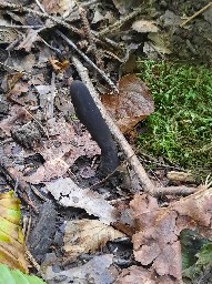 Xylaria longipes