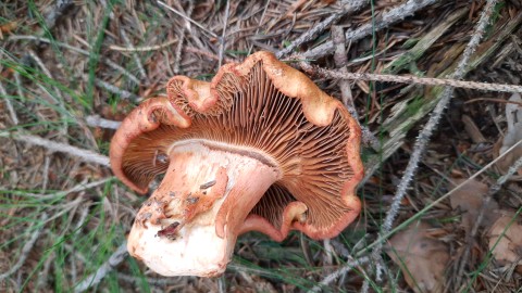 Cortinarius rubicundulus