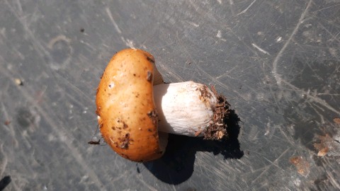 Russula decolorans