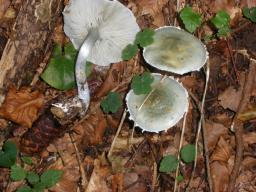 Stropharia aeruginosa