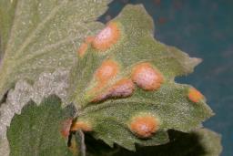 Puccinia horiana