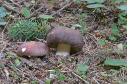 Russula integra