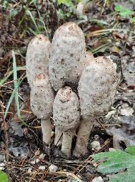 Coprinus comatus