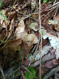 Marasmius torquescens