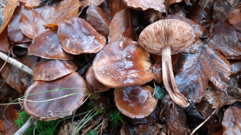 Tricholoma ustale