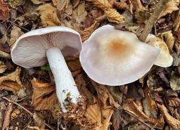 Lepista glaucocana