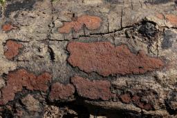 Hypoxylon petriniae