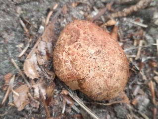 Rhizopogon roseolus