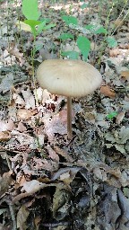 Hymenopellis radicata