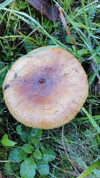 Russula foetens