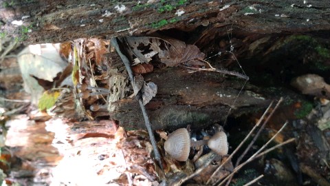 Mycena stipata