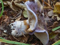 Cortinarius cumatilis