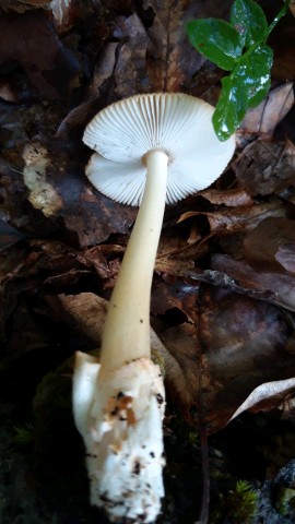 Amanita fulva