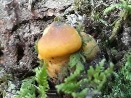 Cantharellus cibarius