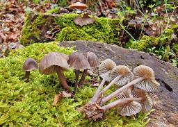 Mycena stipata