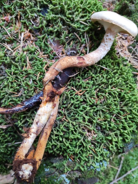Neolentinus lepideus