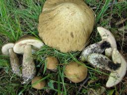 Leccinellum pseudoscabrum