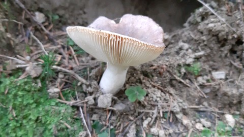 Russula foetens