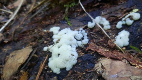 Ceratiomyxa porioides